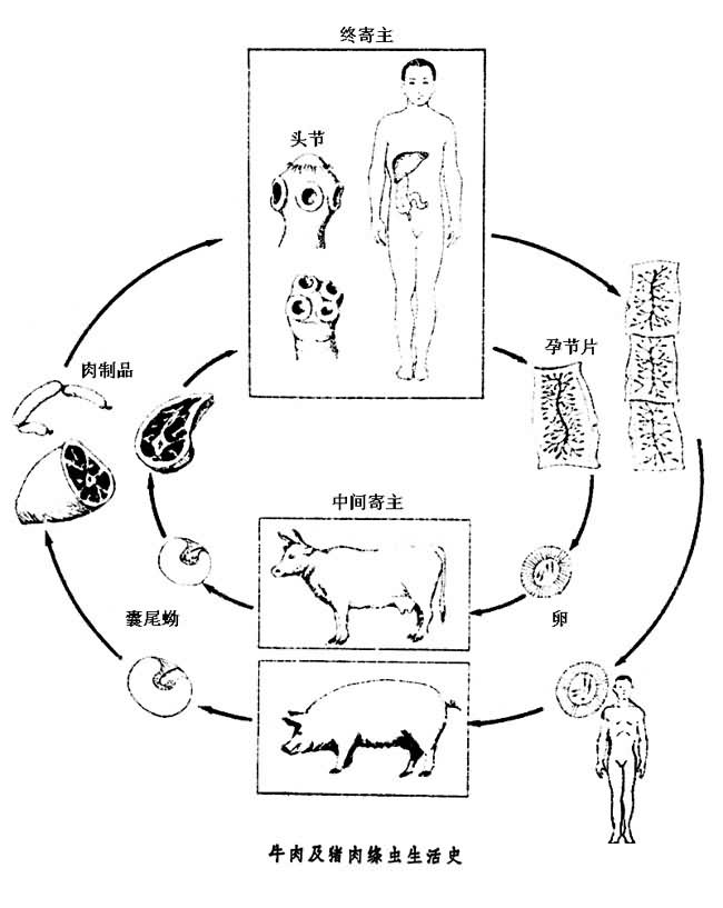 牛带绦虫头节手绘图图片