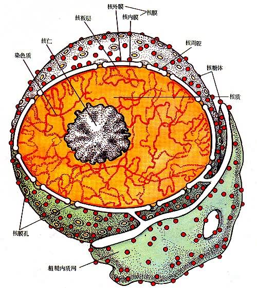 细胞核的超微结构图片