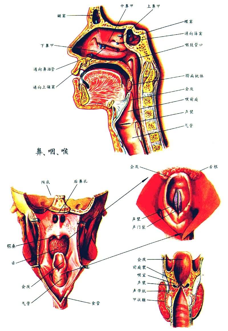 颈部一个以软骨为支架的器官