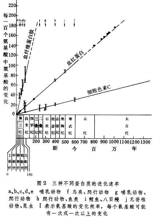 分子进化