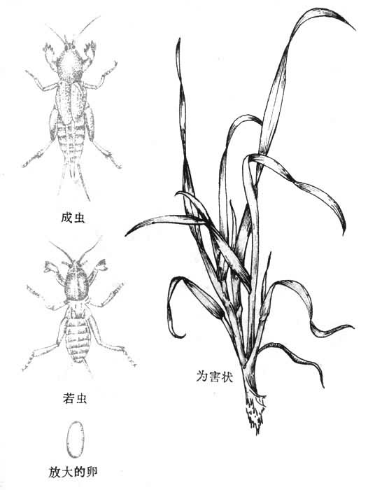 蝼蛄简笔画简易图片