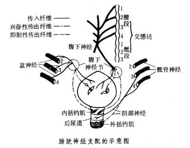 排尿是受中枢神经系统控制的复杂反射活动