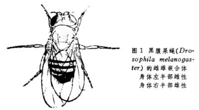 嵌合体