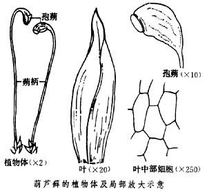 葫芦藓的结构图片