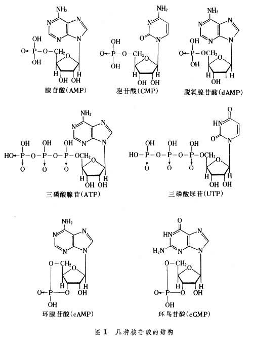 核苷酸的结构图解图片
