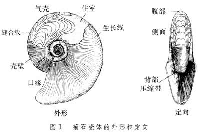 菊石资料图片