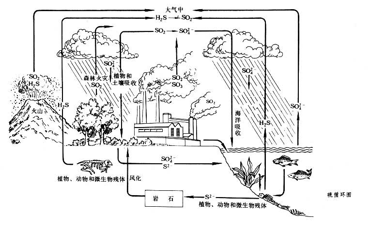 硫循环