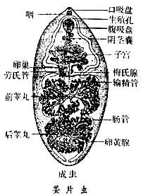 布氏姜片吸虫生活史图片