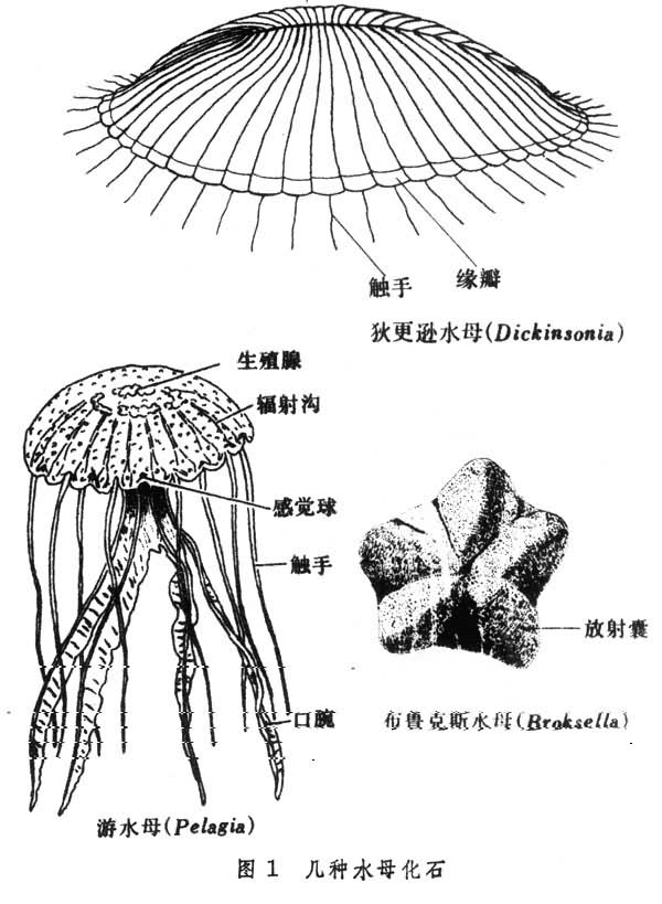 水母的结构图名称图片