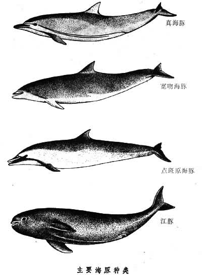 海豚的身体构造图片