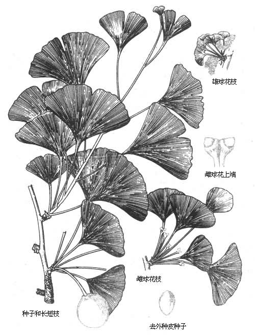 银杏科(ginkgoaceae)银杏属落叶乔木又名公孙树,白果树