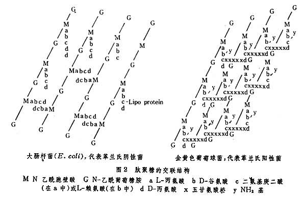 肽聚糖