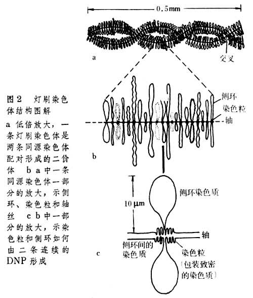 灯刷染色体