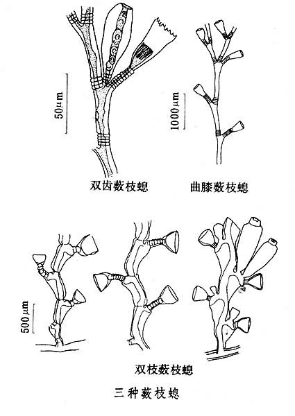 薮枝螅属