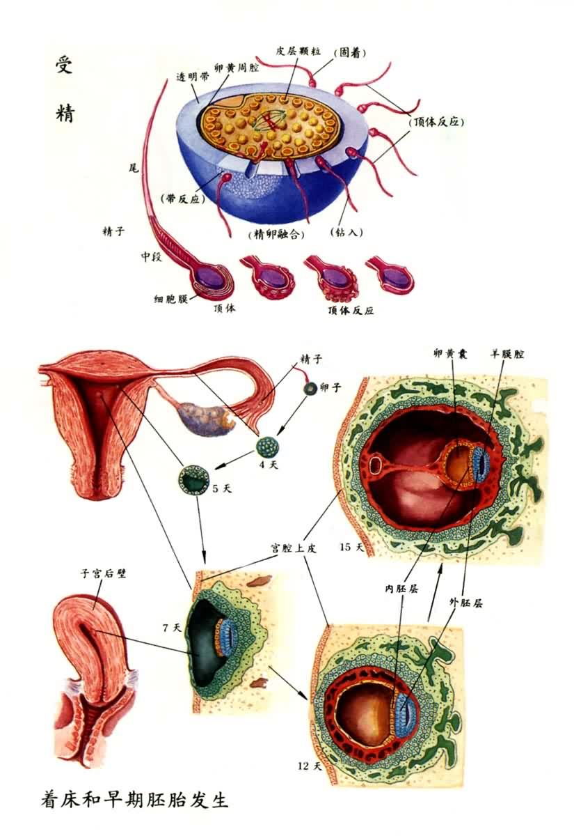 精子形成过程各时期图图片