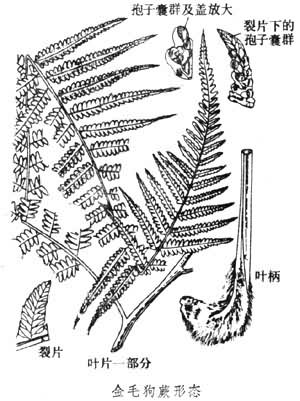 金毛狗蕨水培养殖方法图片