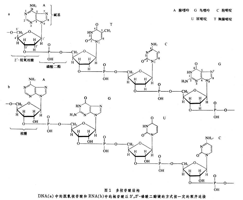 核糖核苷酸化学式图片