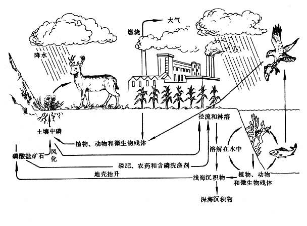 生态系统磷循环示意图图片