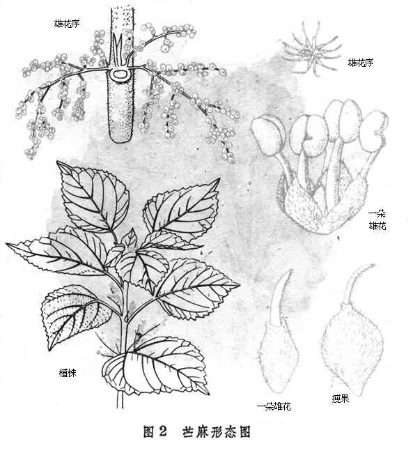 苎麻简笔画图片