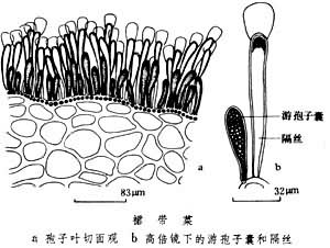 孢子体黄褐色,幼期卵形或长叶形,单条,在生长过程中不断羽状分裂成数
