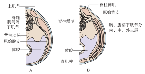 軀干部肌肉的發(fā)生