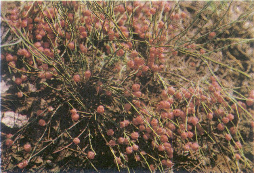 麻黃