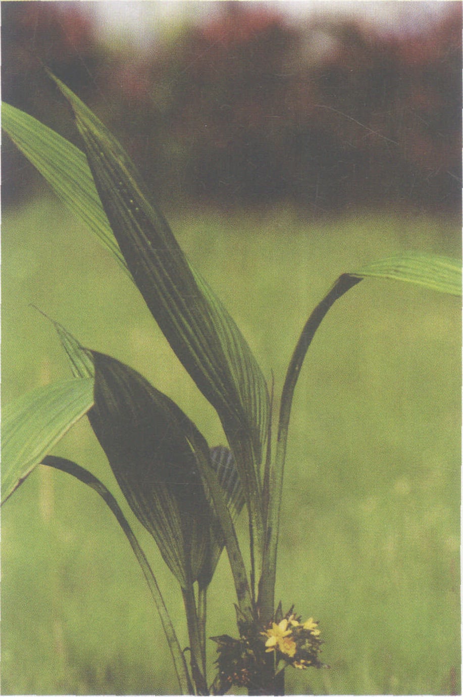 12.大葉仙茅
