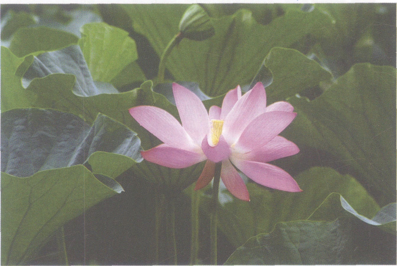 37.藕