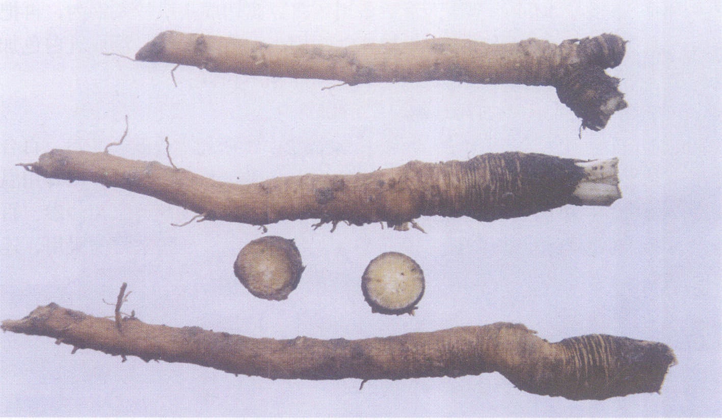 50.仙茅參