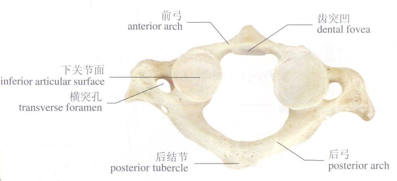 1-9 寰椎(下面)