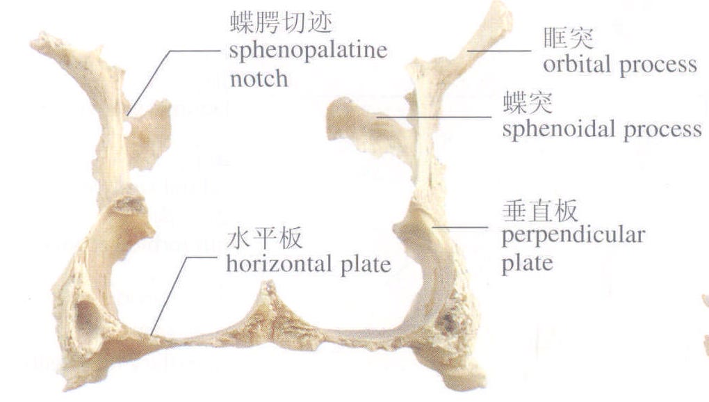 1-49 腭骨(后面)