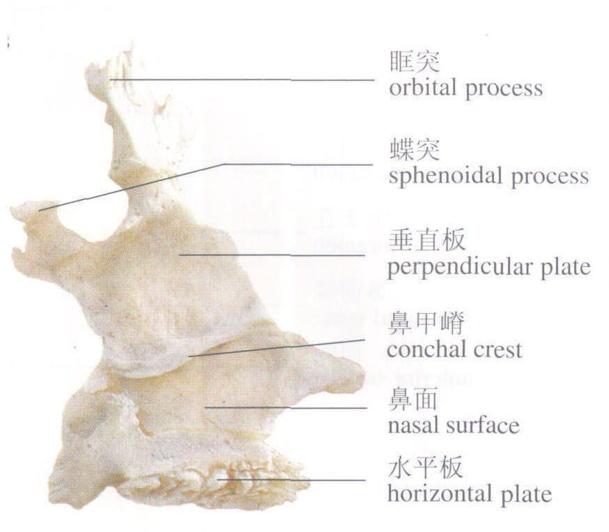 1-50 腭骨(內(nèi)側(cè)面)