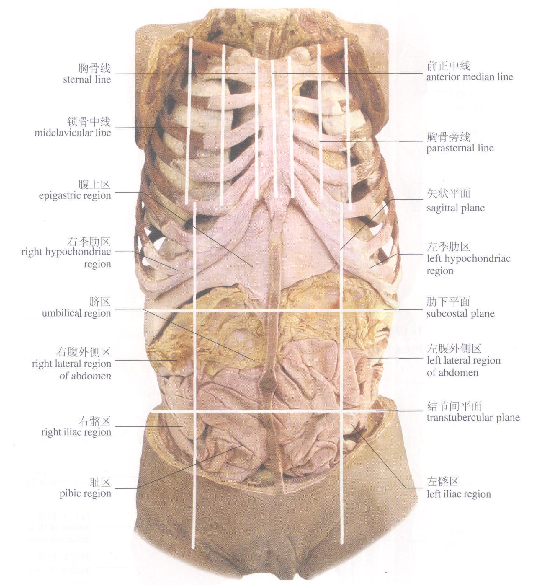 胸腹部的标志线图片图片