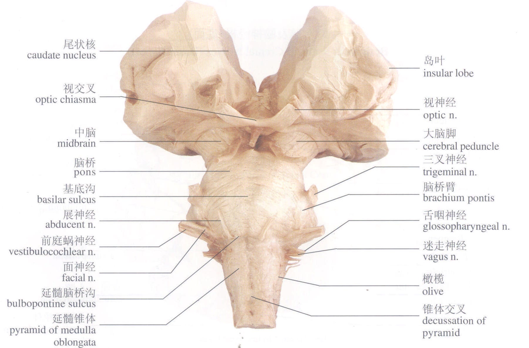 脑干腹侧面图片