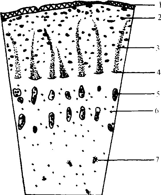 蕨的根状茎横切结构图图片