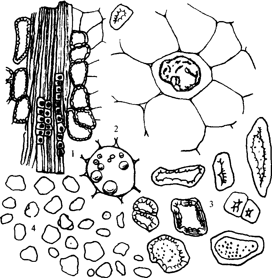石细胞简图图片