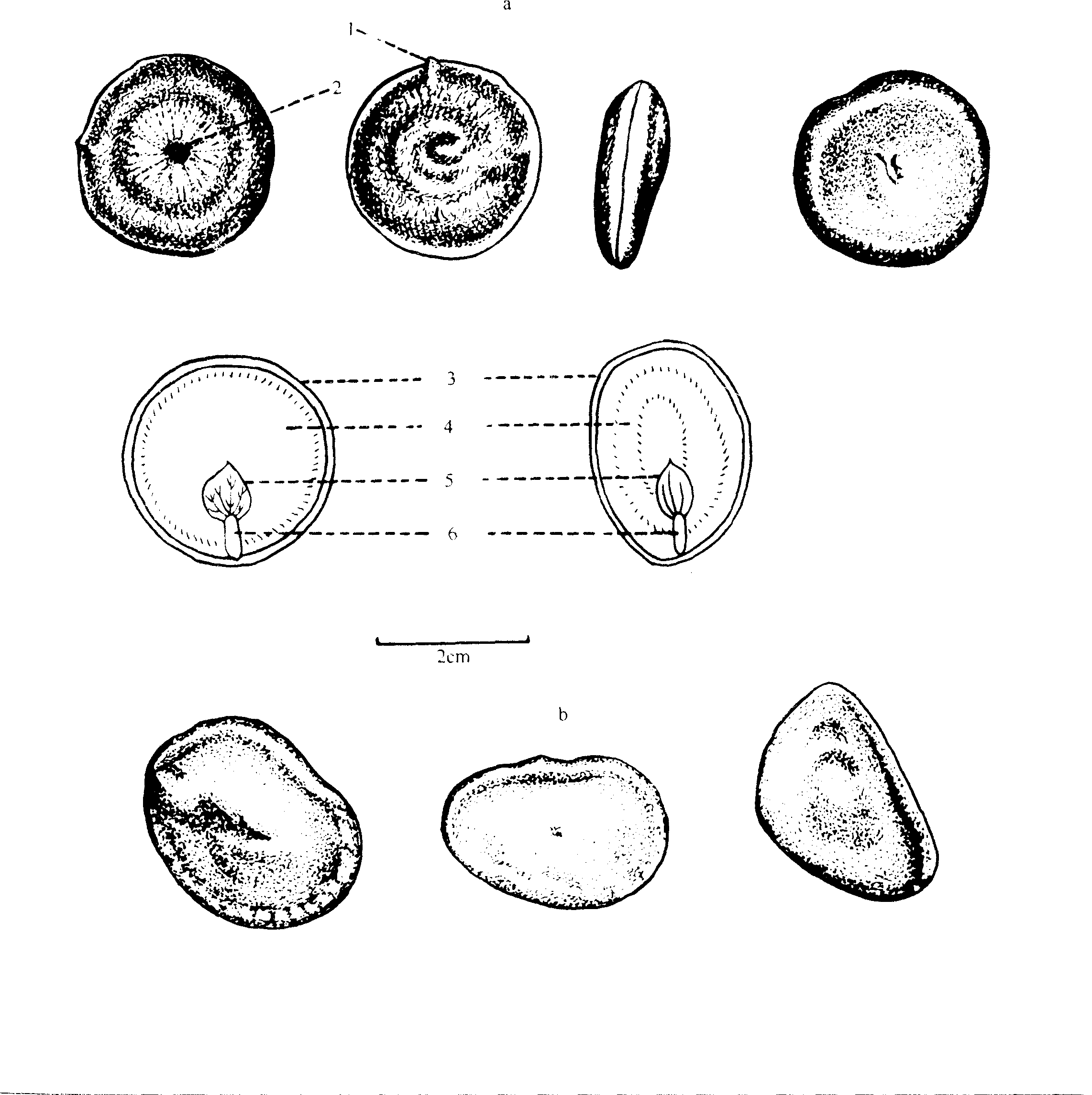 马钱子(番木鳖)