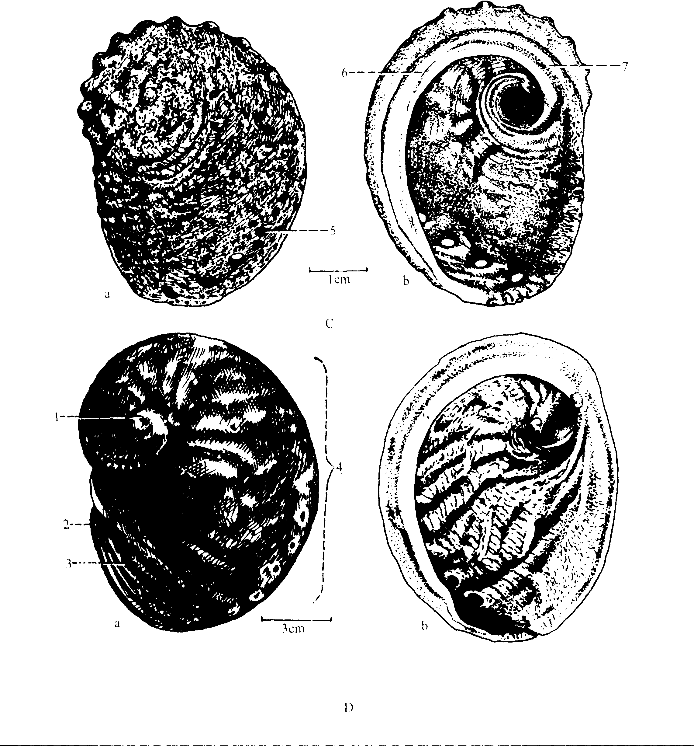 石决明