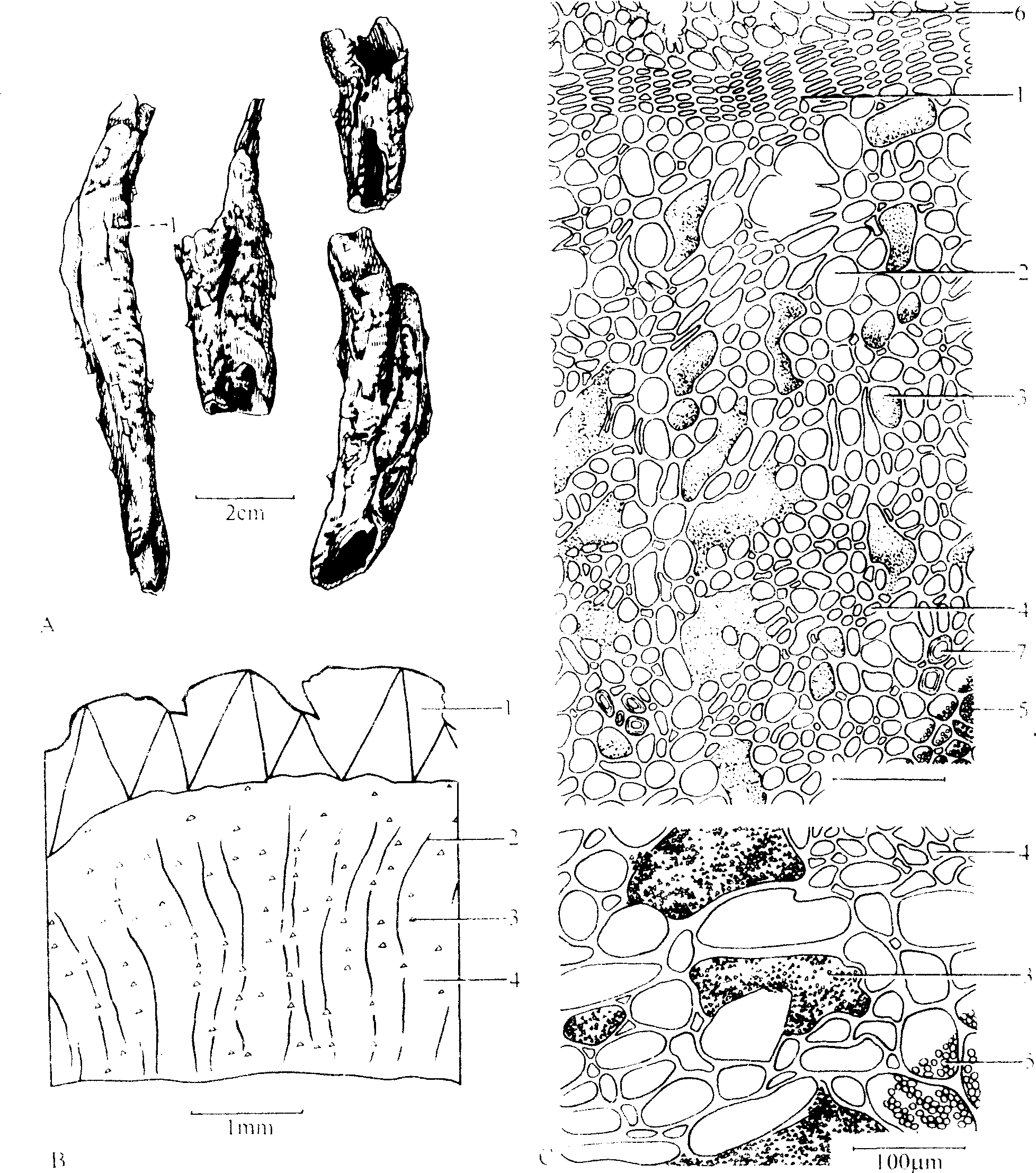 地骨皮