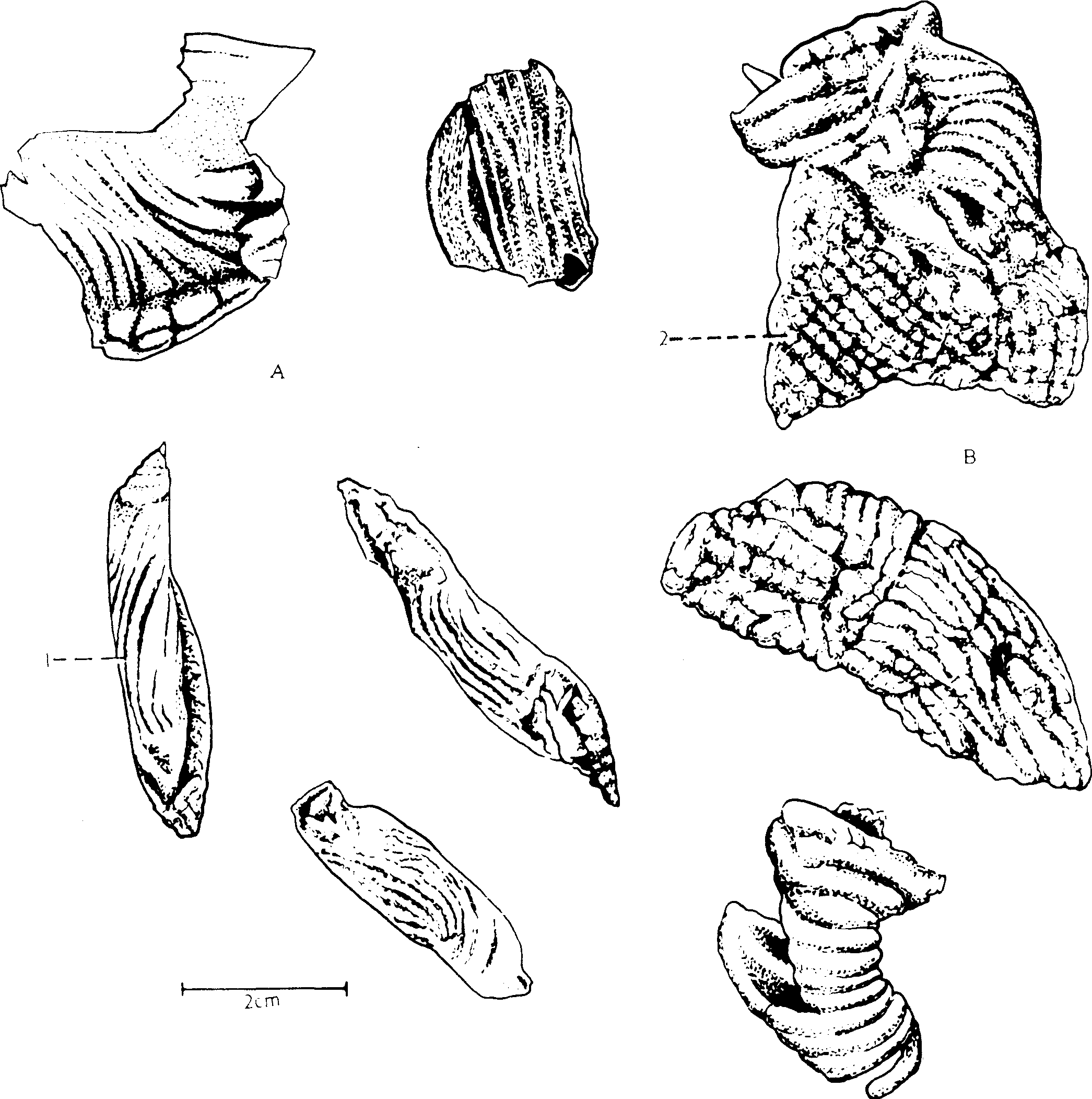 鸡内金