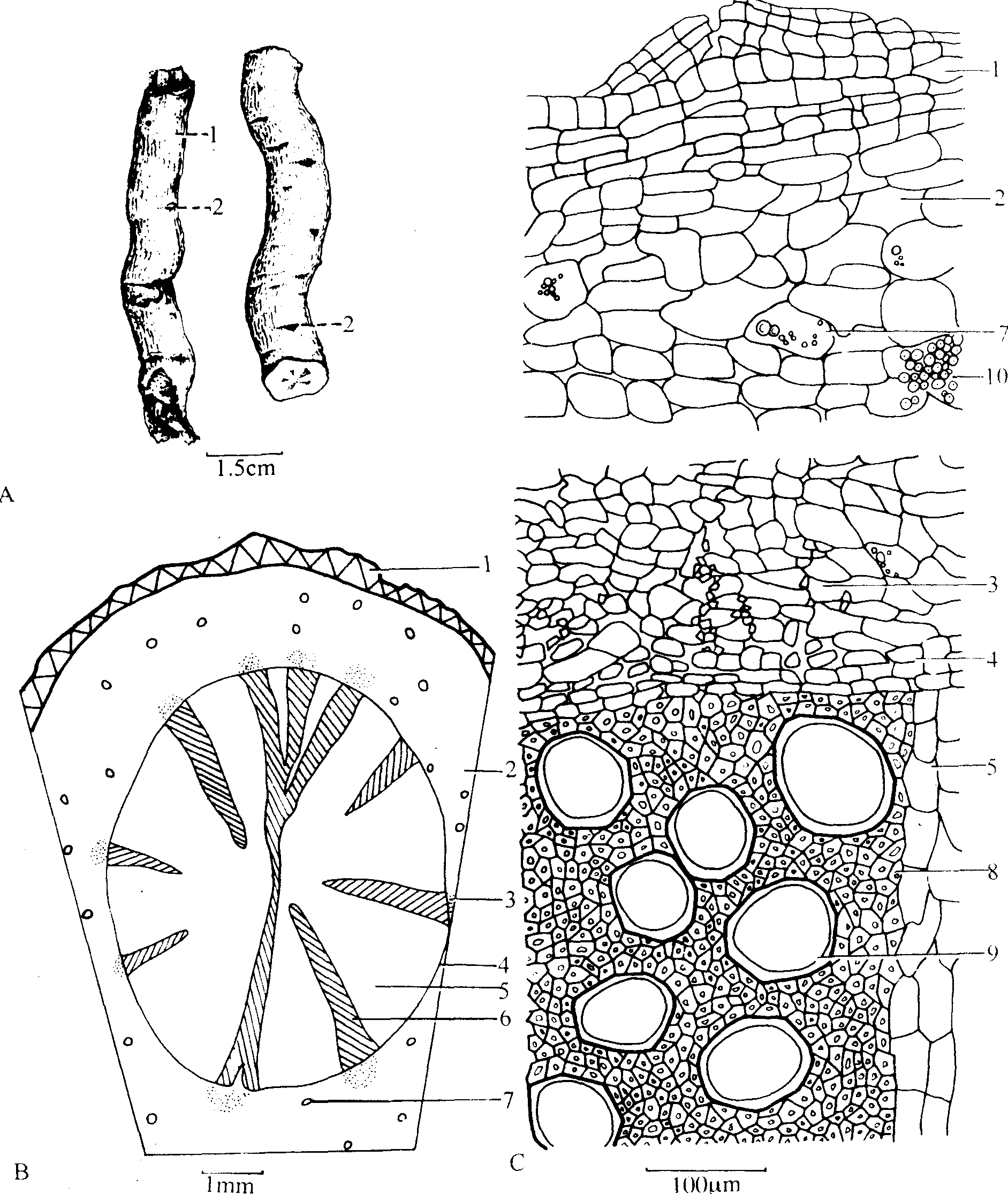 附 青木香-中药学-医学