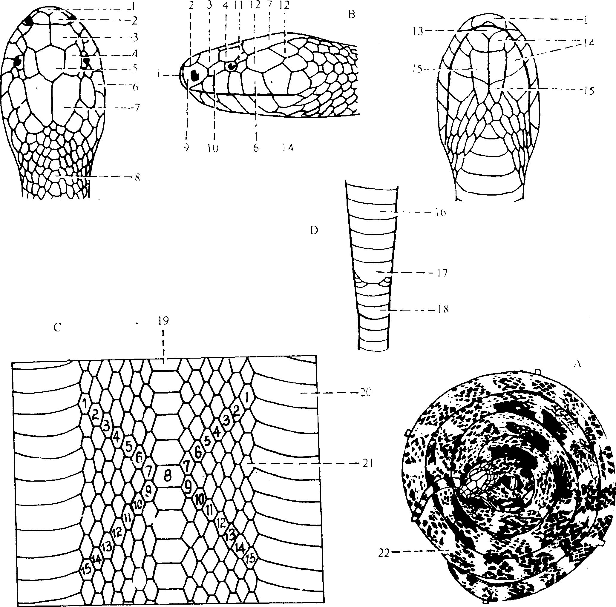 金钱白花蛇