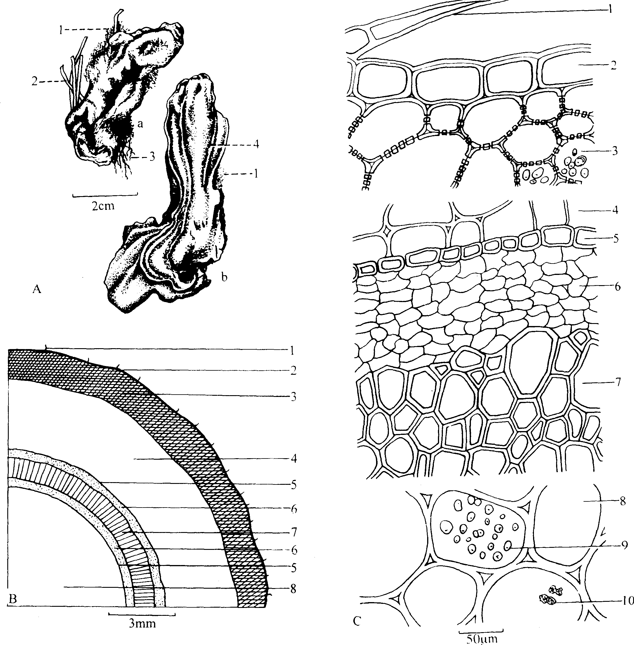 狗脊