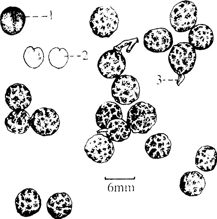 荜澄茄