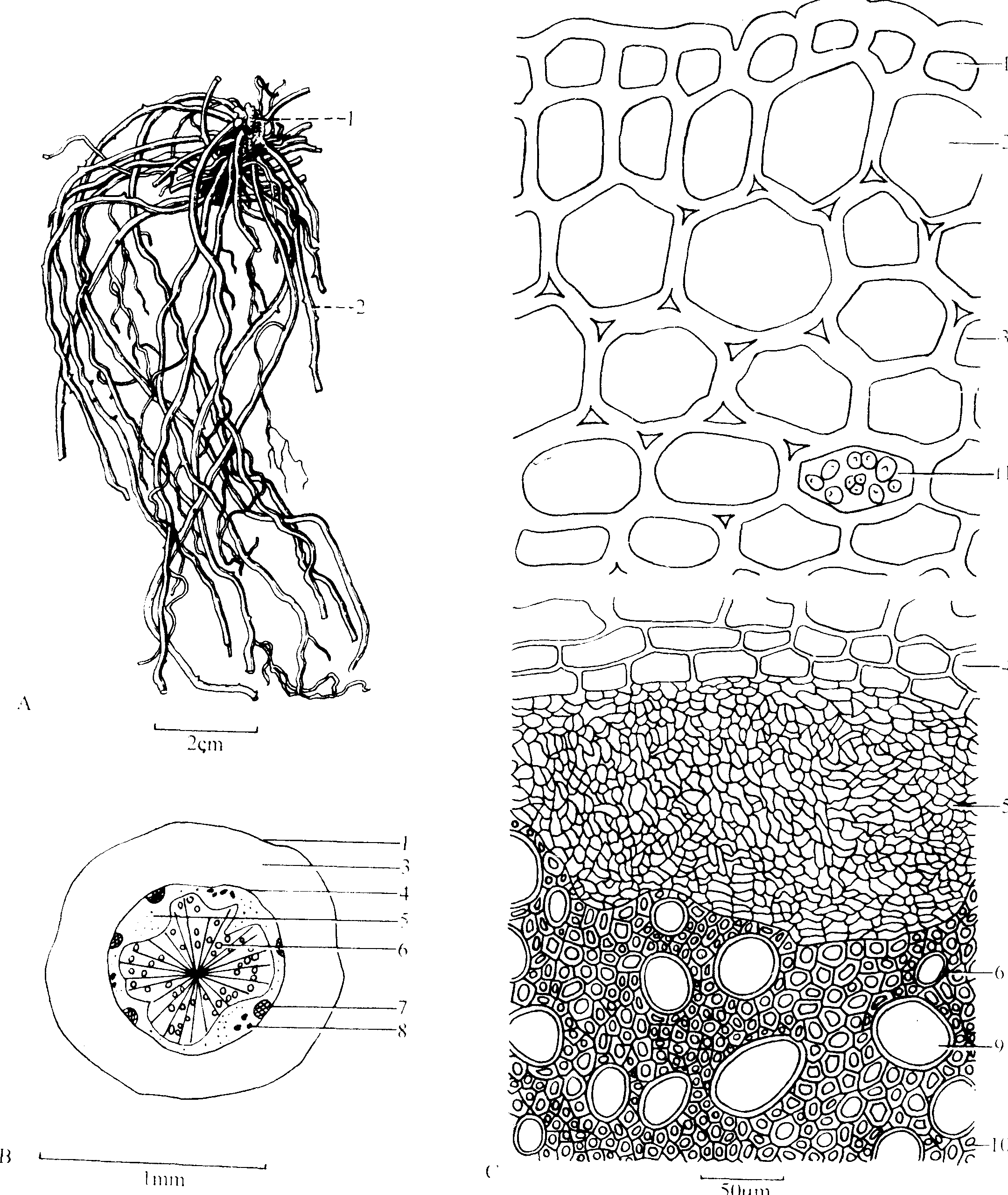 威灵仙