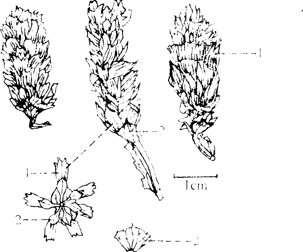 夏枯草