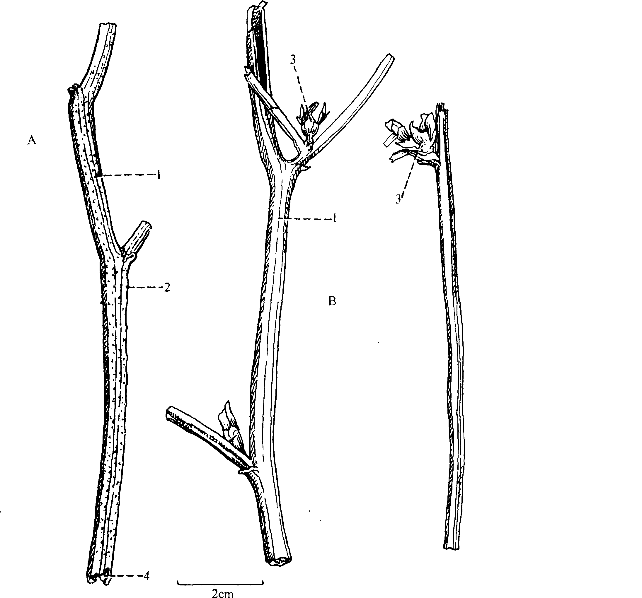 菊苣