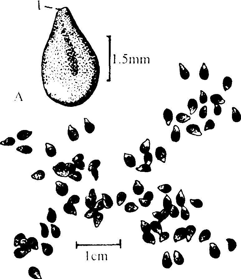 黑芝麻