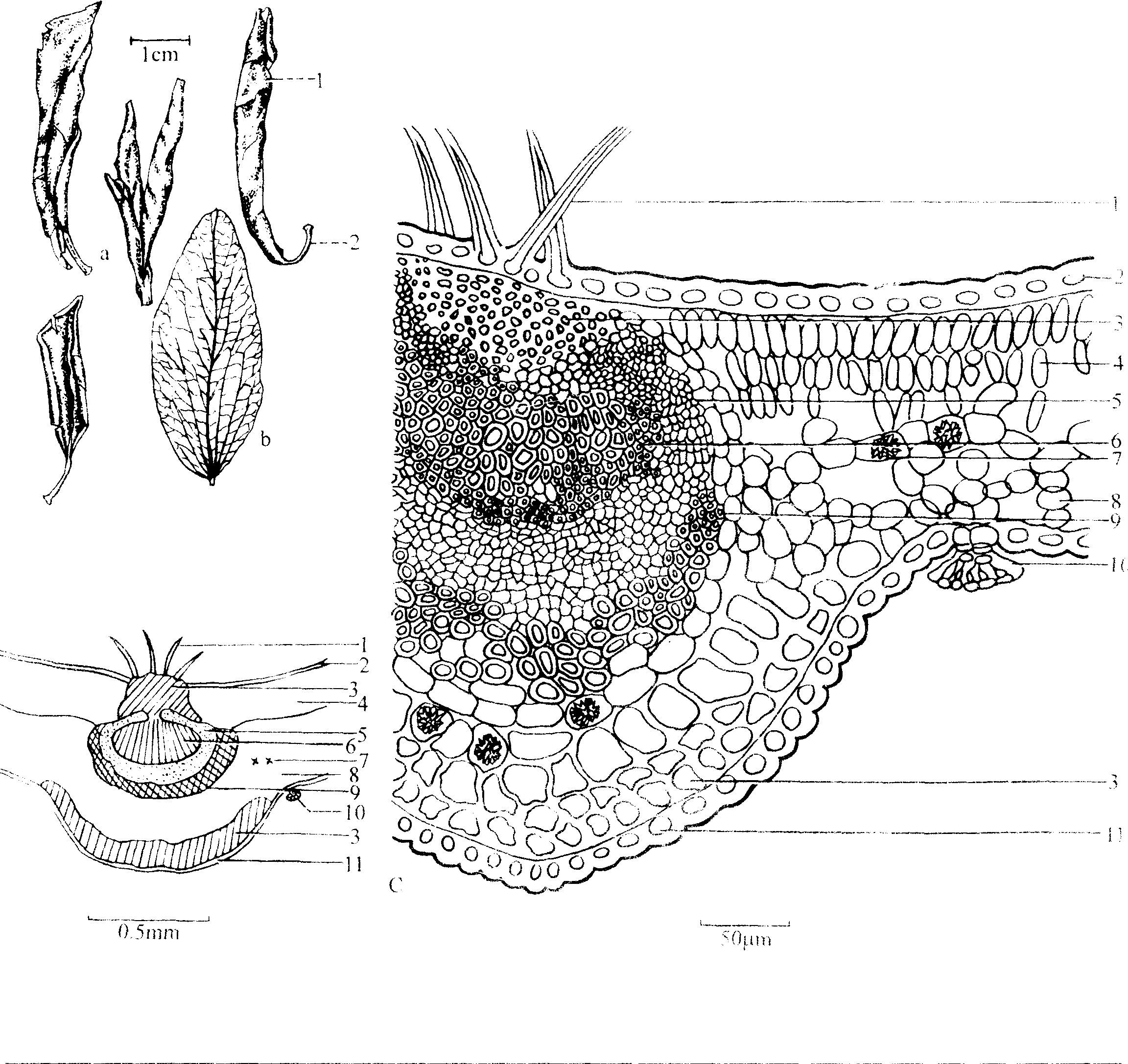 满山红