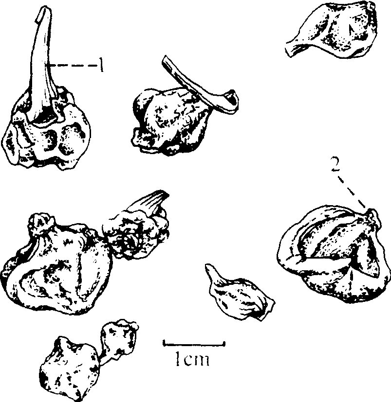 薤白